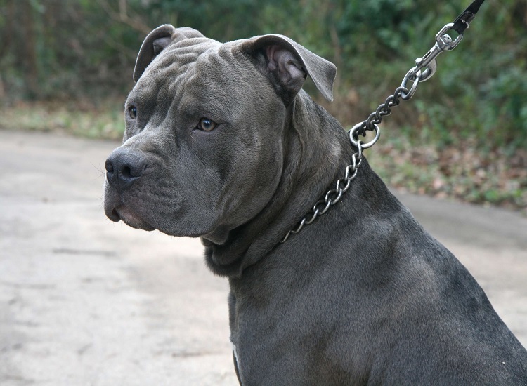 Client Awarded Fine in Damages for Brutal Pit Bull Attack