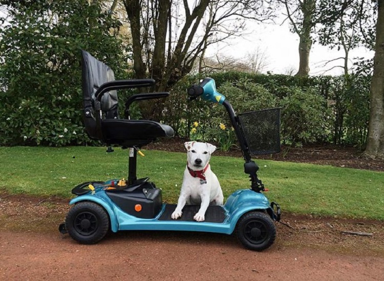 Dog Mobility