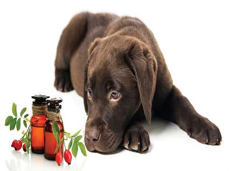 Homeopathic Pet Medications