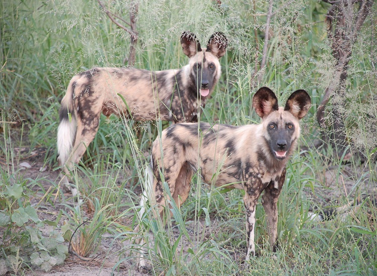 Treatment Used by Wild Dogs and More Affordable Treatment